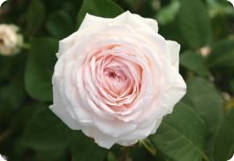 guided meditation for grief and healing